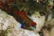 カラフルな魚も