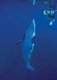 シーズン中にはクジラに遭遇できるかも!!
