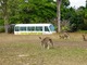 野生のカンガルー