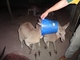 バケツカンガルー!?