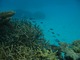 可愛い小さな魚たちがいっぱいいます