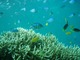 カラフルな魚がいっぱい