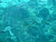 水面からも魚が見えます
