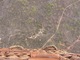 カンガルーの走る姿が見えるかな？