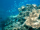 カラフルなサンゴ礁と魚たち