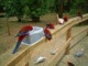 ▲野生のインコ・オウムに餌付け