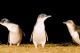 リトルペンギン
