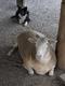 人なつこい動物たちがたくさんいます