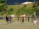 馬スタンバイ中
