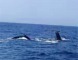 あっ、クジラだ！！