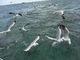 魚の群れに鳥が集まり大迫力！