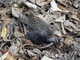 可愛い鳥の親子がいたよ