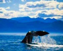 カイコウラでクジラウォッチング クライス...