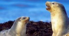 カンガルー島 シールベイディスカバリー1...