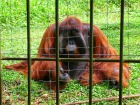 オランウータン・サンクチュアリ...