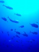 オランゴエリアを潜る! セブ島発日帰りフ...