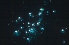 土ボタルツアー(エコツーリズムオーストラ...