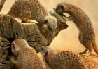 ZSLロンドン動物園入場券...