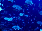 クルーズコントロールで行くパラオ日帰りフ...