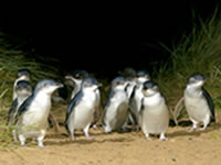 ペンギンパレードと動物ふれあいの旅