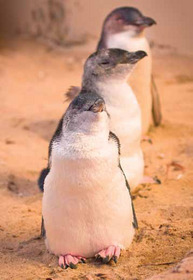 午後出発！ペンギンパレードとコアラ保護センター【ペンギンプラス特別席選択可】
