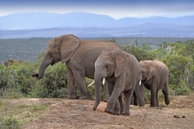 象の楽園アドゥ・エレファント国立公園の訪問に最適！ズーベルクマウンテンビレッジ宿泊予約【宿泊/ 朝食込み】