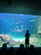 シドニー水族館