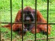 オランウータン・サンクチュアリ