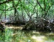 マングローブゲリラ基地跡クルー