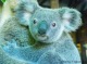 どきどき!ケアンズ動物園ナイト (ケアンズナイトズー日本語ガイド&送迎付き)(エコツーリズムオーストラリア認定ツアー!)