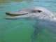 イルカウォッチングクルーズ
