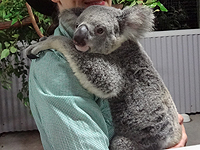 動物と触れ合う