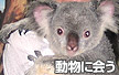 オーストラリアの動物に会う
