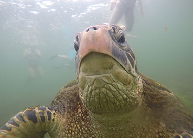 ガラパゴス諸島