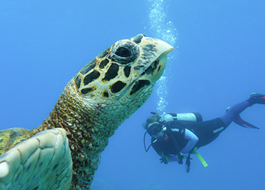 グレートバリアリーフの島