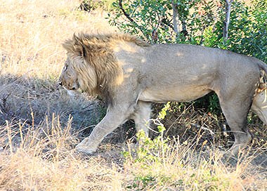 ナイロビ発タンザニアでサファリ