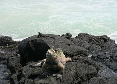 イザベラ島