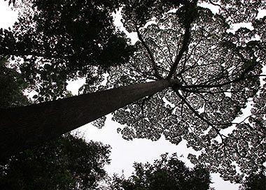 世界遺産キナバル公園