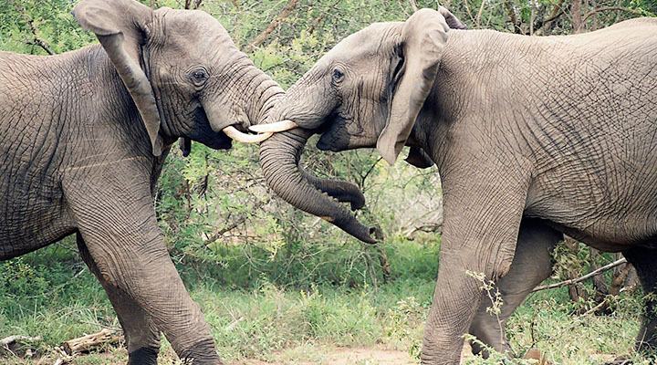 サファリ 動物探検