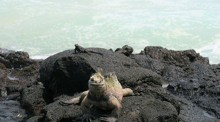 ガラパゴス諸島クルーズ