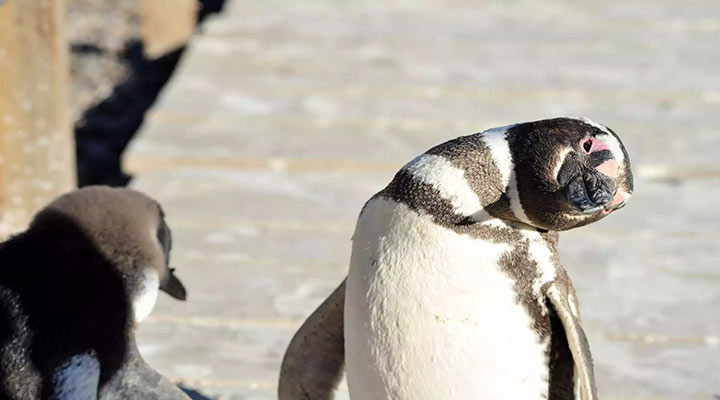 マゼランペンギンに会う