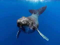 ゴールドコーストではクジラ鑑賞が可能です