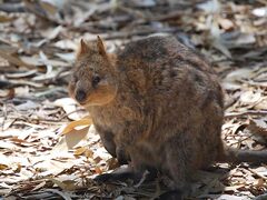 世界一幸せな動物、クオッカ探し