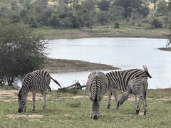 ヨハネスブルクからもアクセス抜群のクルーガー国立公園