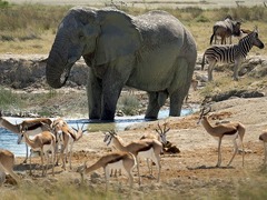 サファリでさまざまな大型動物を鑑賞