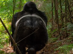長時間のトレッキングでゴリラの生態を学ぶことができます