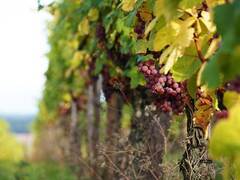 ブドウ作りから始まるワインの製造工程を学ぶ
