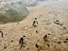ケープ半島ツアーでボルダービーチのペンギン鑑賞