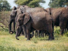 ナイロビ発、タンザニアでサファリ体験