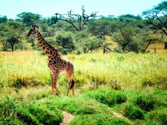 セレンゲティ国立公園は野生動物の宝庫